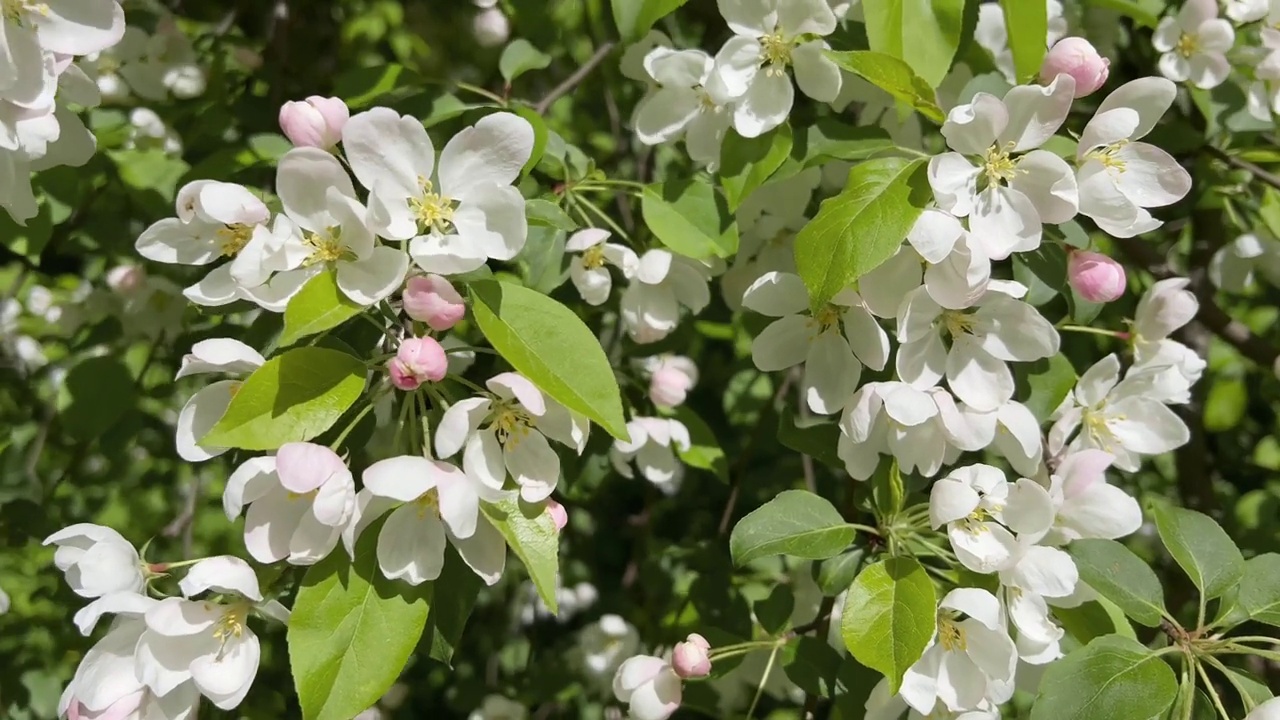 苹果树枝头开满了花视频素材