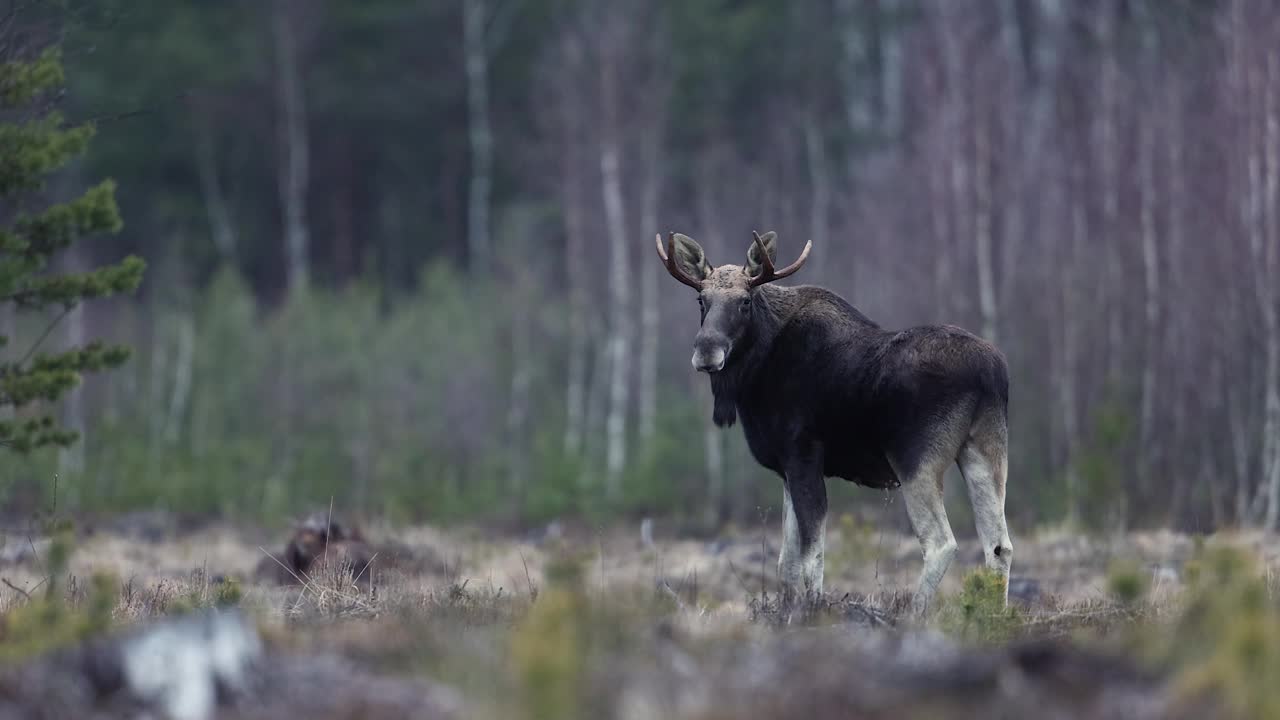 驼鹿(Alces Alces)视频素材