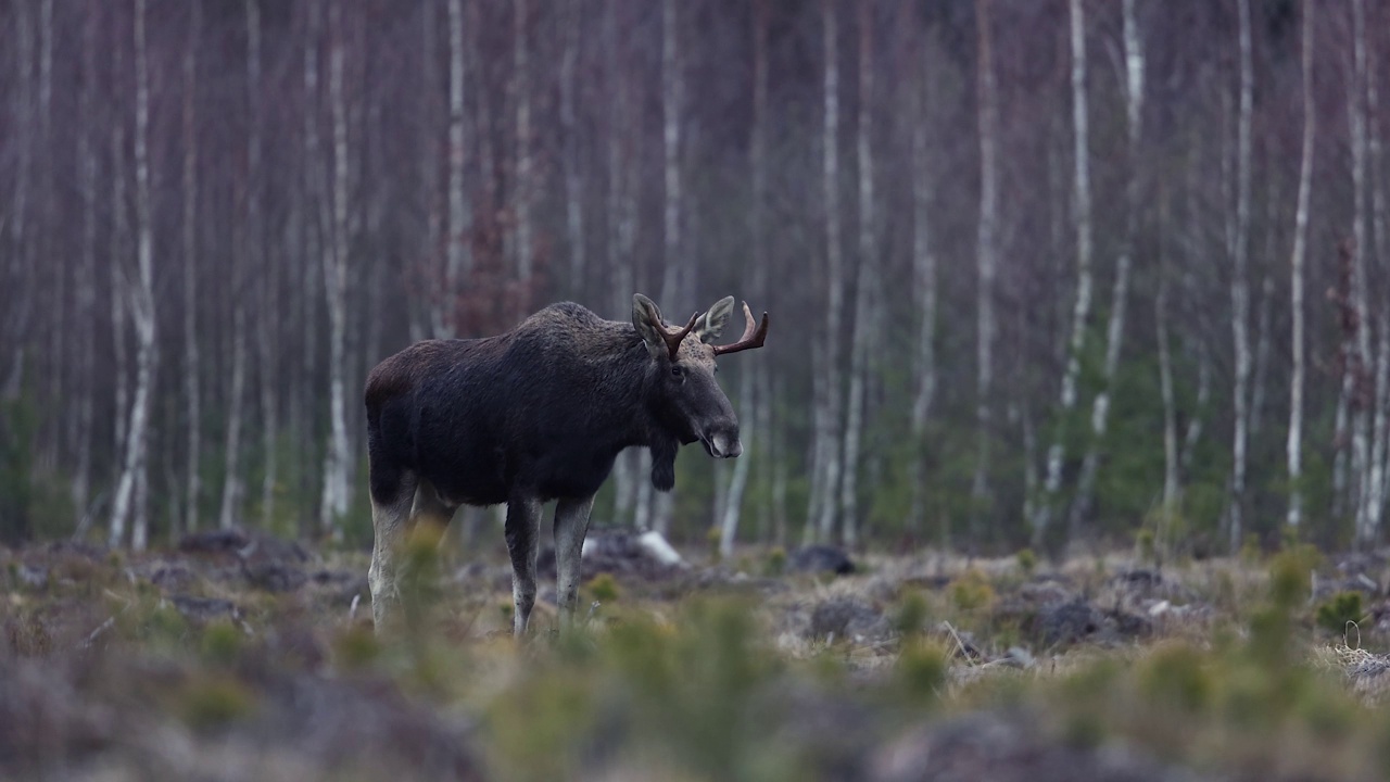 驼鹿(Alces Alces)视频素材