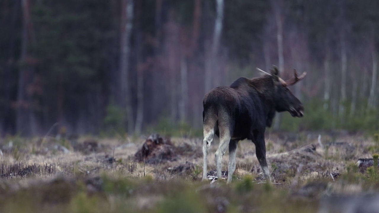 驼鹿(Alces Alces)视频素材