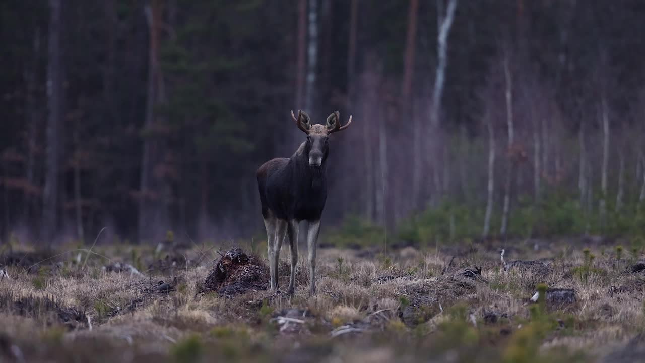 驼鹿(Alces Alces)视频素材