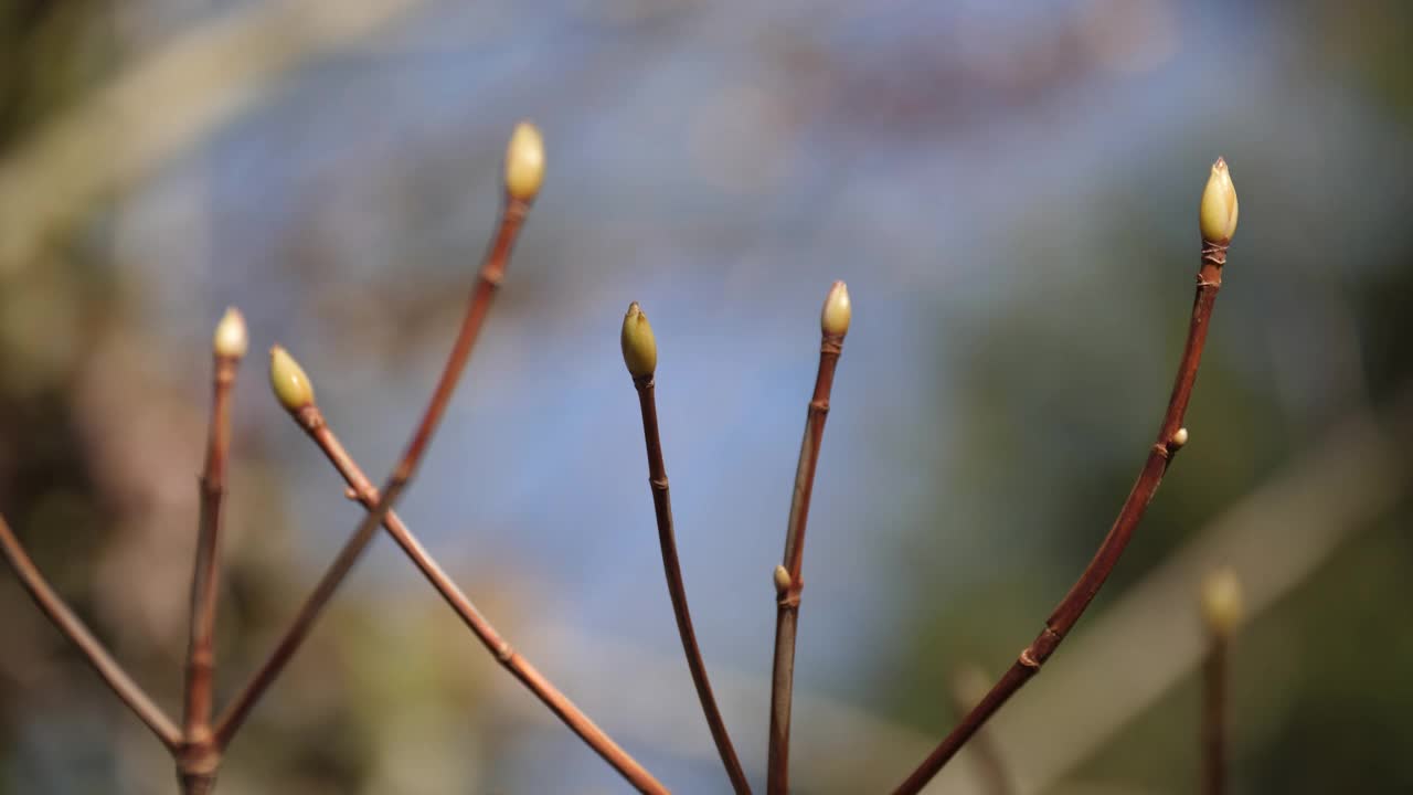 年轻的树枝在风中发芽。视频素材