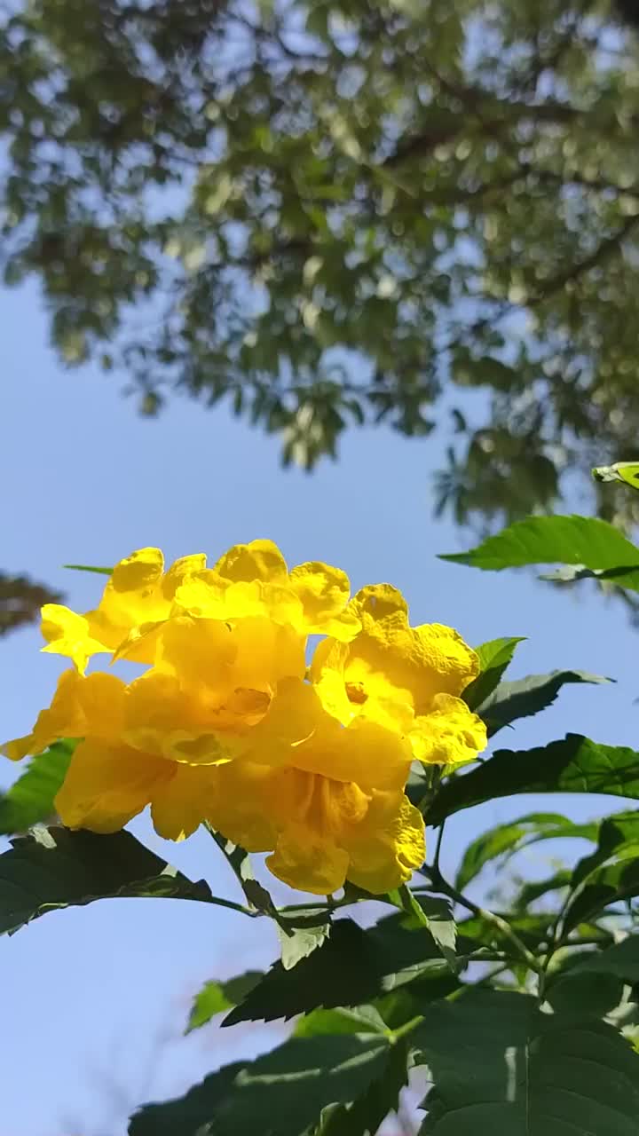 明亮的黄色花朵在树和天空背景高清视频素材