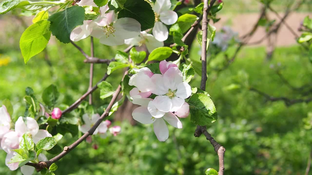 春天花园里的苹果花盛开视频素材