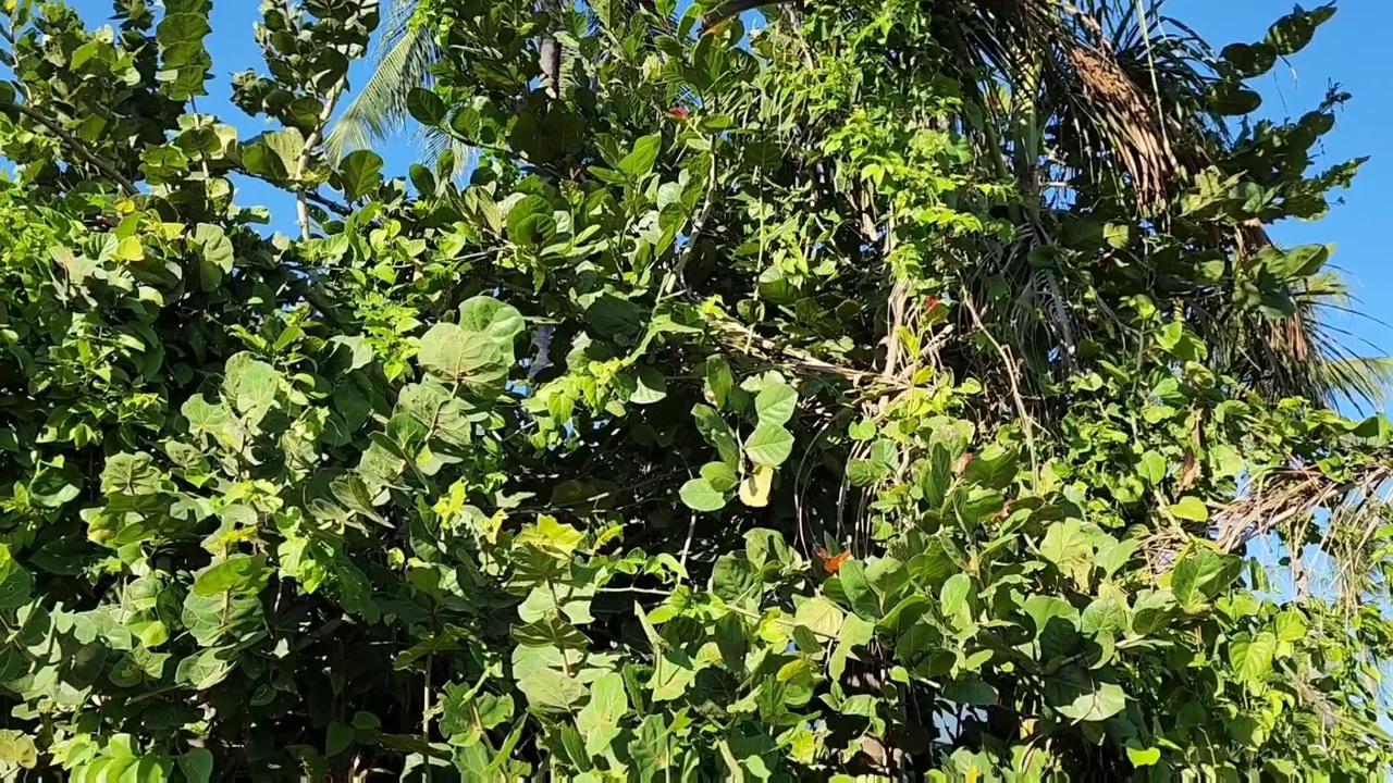 装饰性热带园林植物视频素材