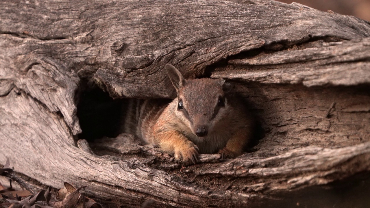 Numbat - Myrmecobius fasciatus也noombat或walpurti，食虫日栖有袋动物，其饮食几乎完全由白蚁组成。可爱的小动物在森林里的树干上看着外面视频素材