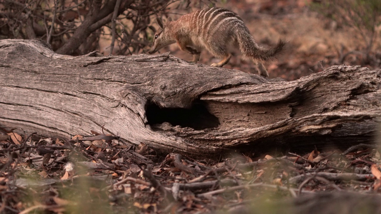 Numbat - Myrmecobius fasciatus也noombat或walpurti，食虫日栖有袋动物，其饮食几乎完全由白蚁组成。可爱的小动物在森林里的树干上看着外面视频素材