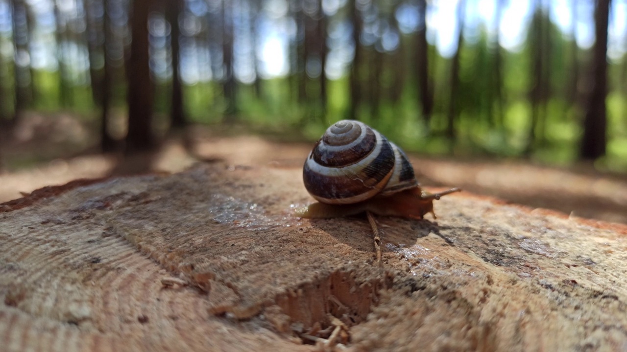 蜗牛沿着树桩在森林里爬行。森林软体动物。野生爬行动物视频下载