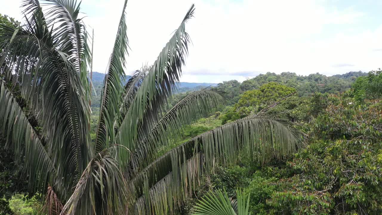 昂古拉瓦或Oenocarpus bataua树叶沙沙作响的视频视频素材