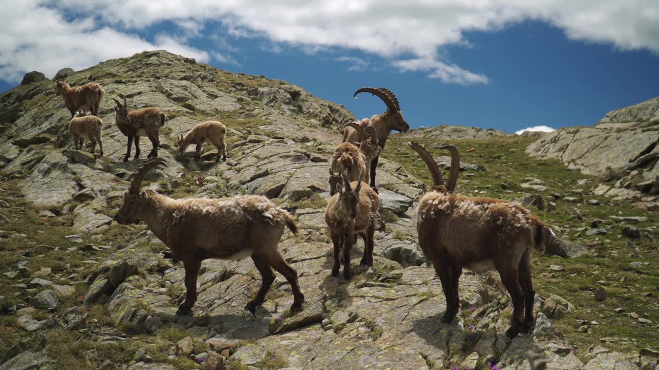 阿尔卑斯山的野山羊家族视频素材