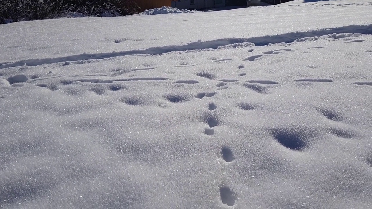 一只年轻的三色猫在寒冷的雪地里行走的视频视频素材