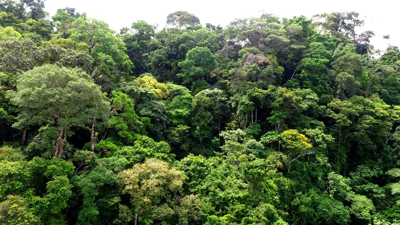 绿色背景:热带森林或热带雨林的树冠视频素材