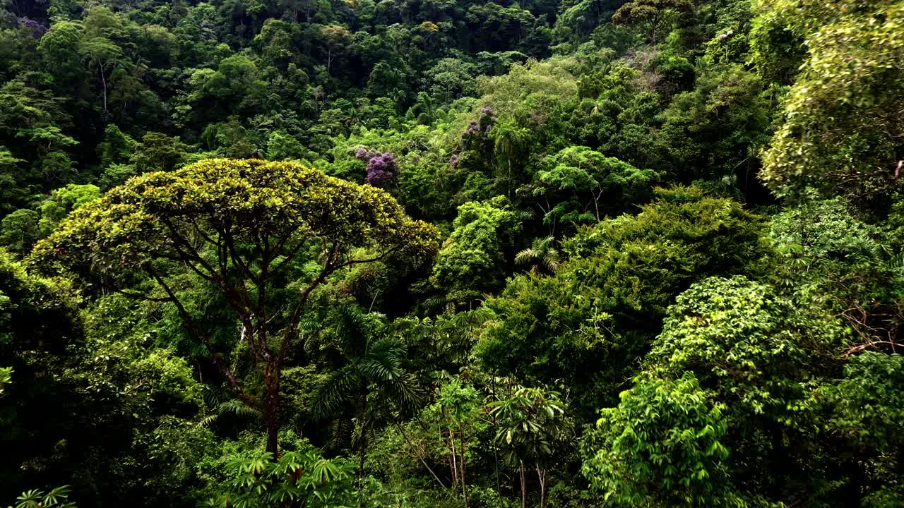 美丽的自然背景:热带森林树冠的详细视图视频素材