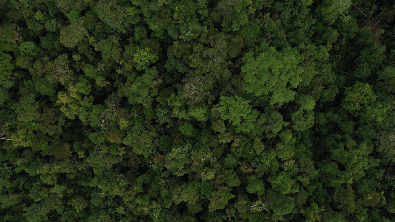 热带森林冠层的空中顶视图，详细视图视频素材