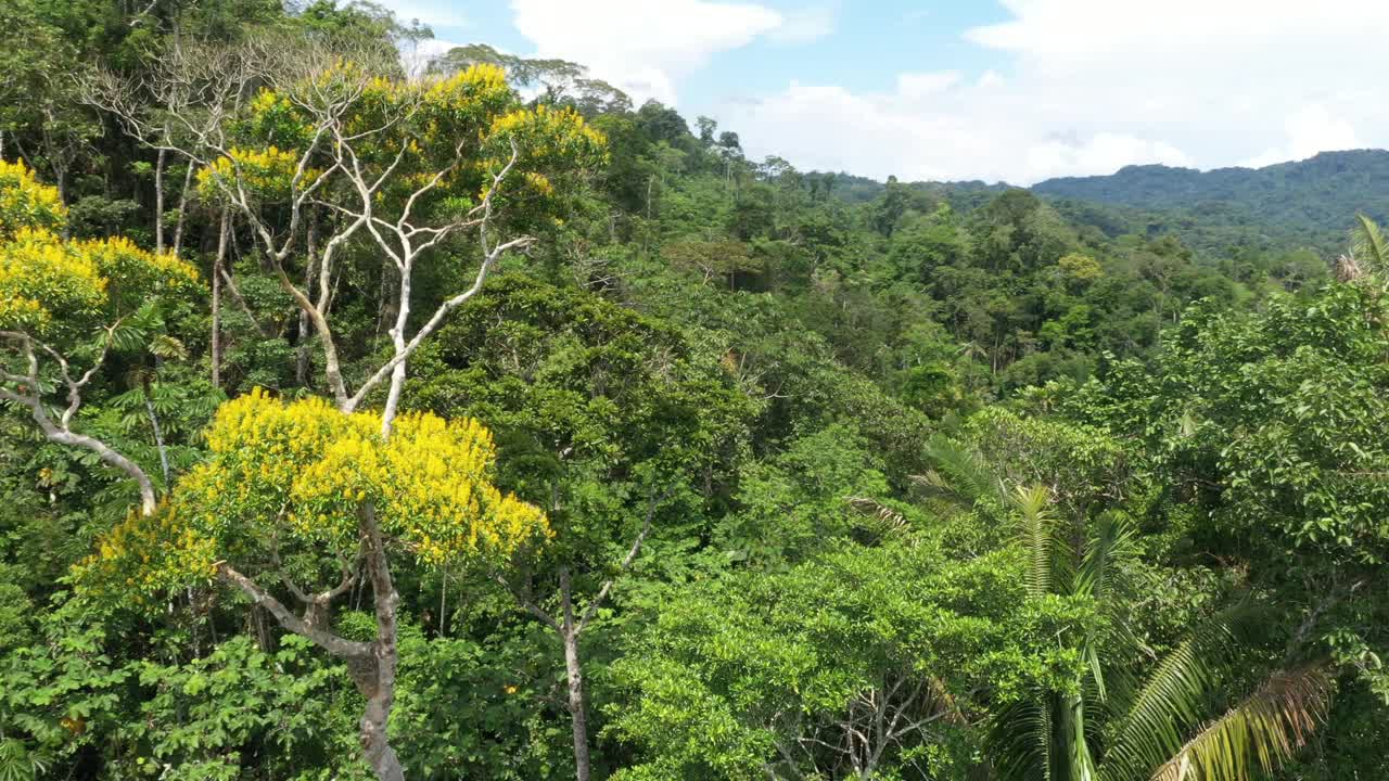 详细特写的一个Tamburu或Vochysia bracelineae在开花，黄色的花视频素材