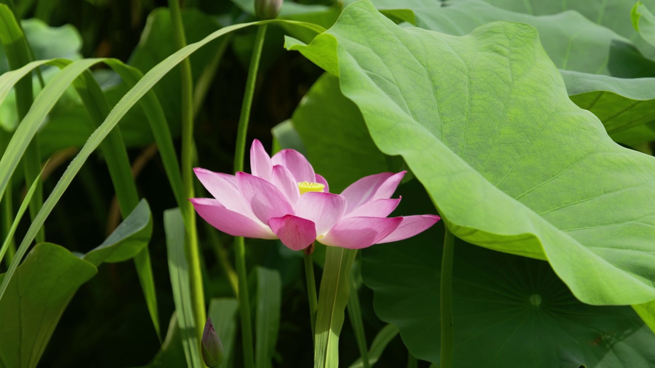 莲花视频素材