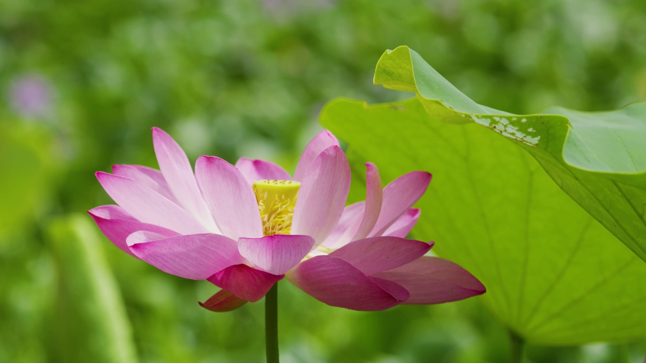 莲花视频素材