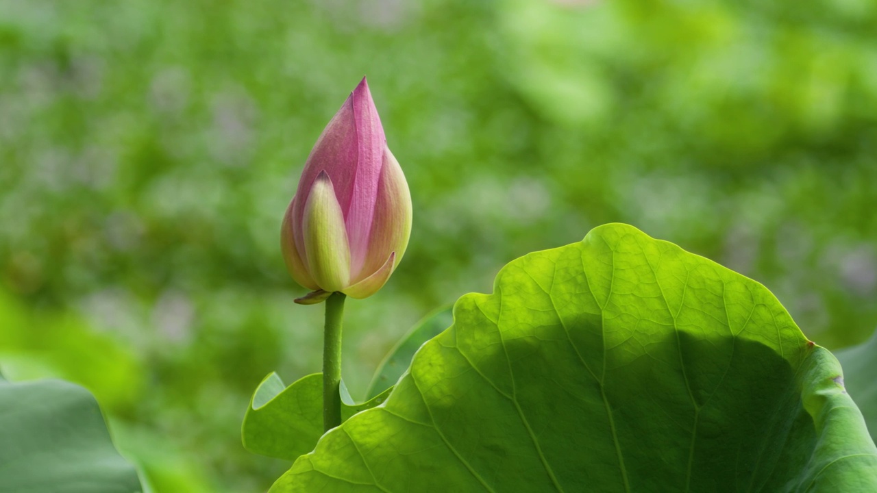 莲花视频素材