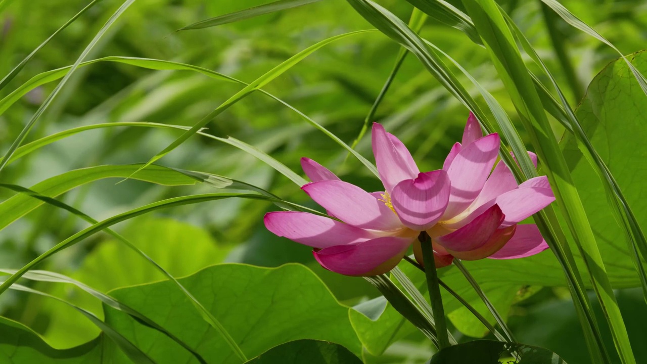 莲花视频素材