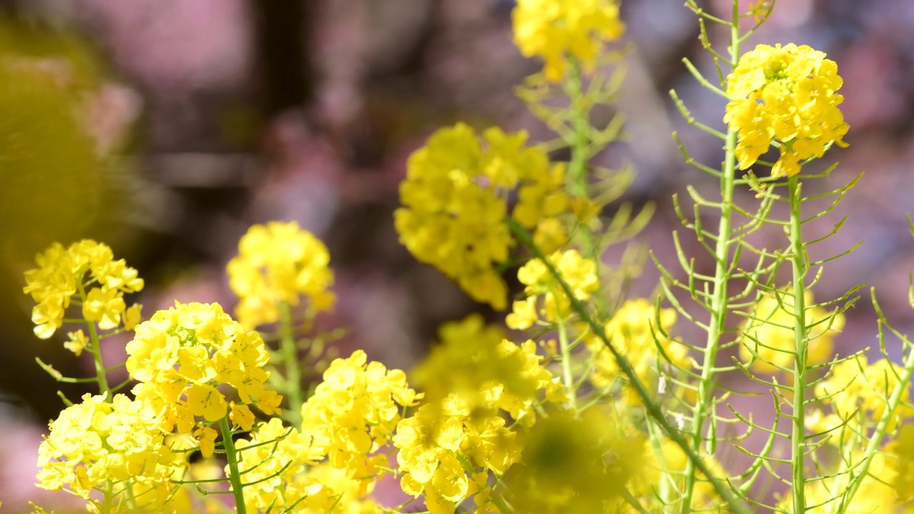 油菜花对樱花视频素材