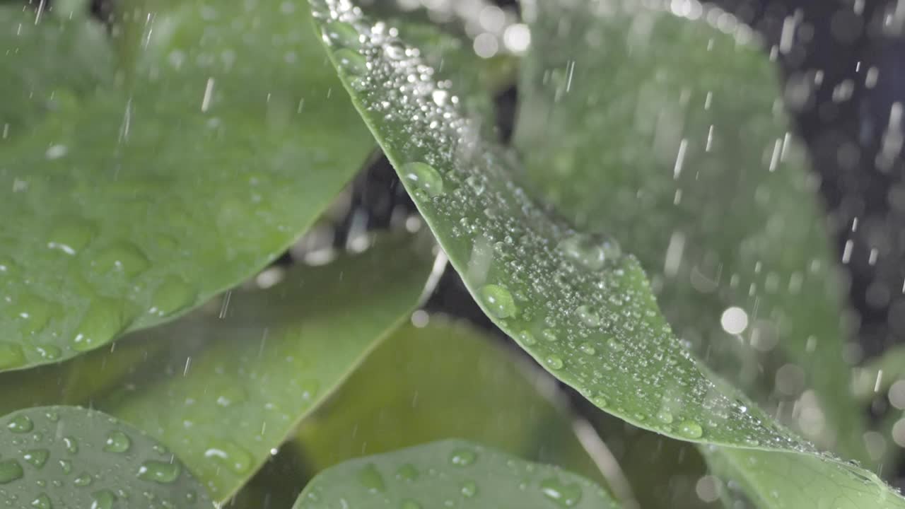 雨滴落在明亮的树叶上，使它们颤抖地滚下来视频素材