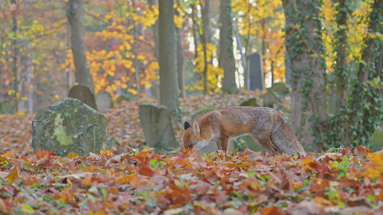 红狐(Vulpes Vulpes)，在秋天的一个旧墓地上视频素材