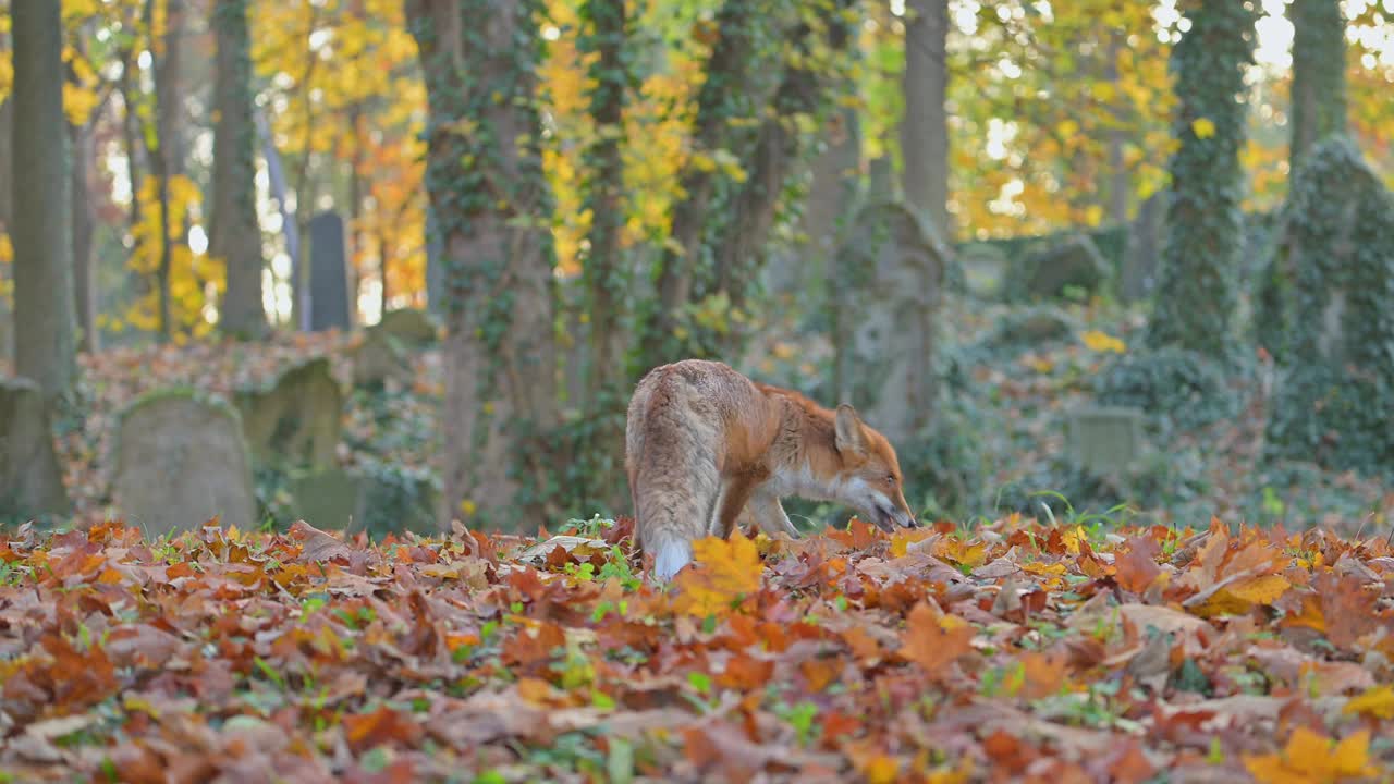 红狐(Vulpes Vulpes)，在秋天的一个旧墓地上视频素材