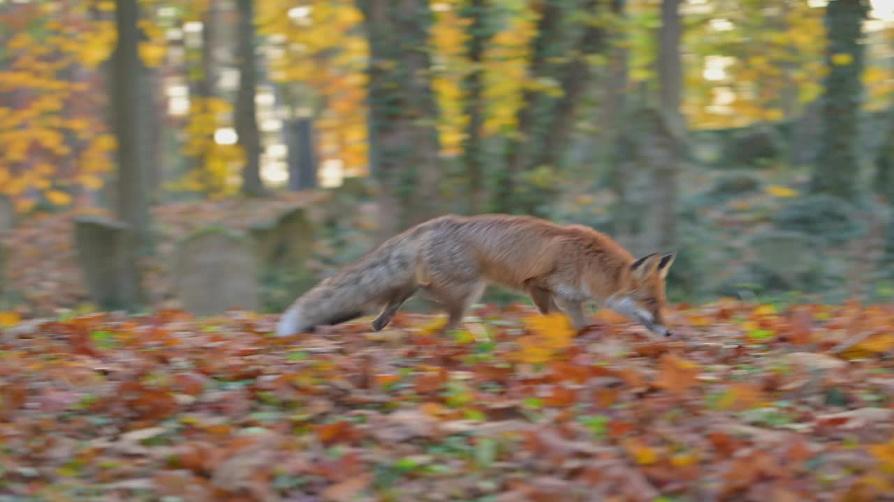 红狐(Vulpes Vulpes)，在秋天的一个旧墓地上视频素材