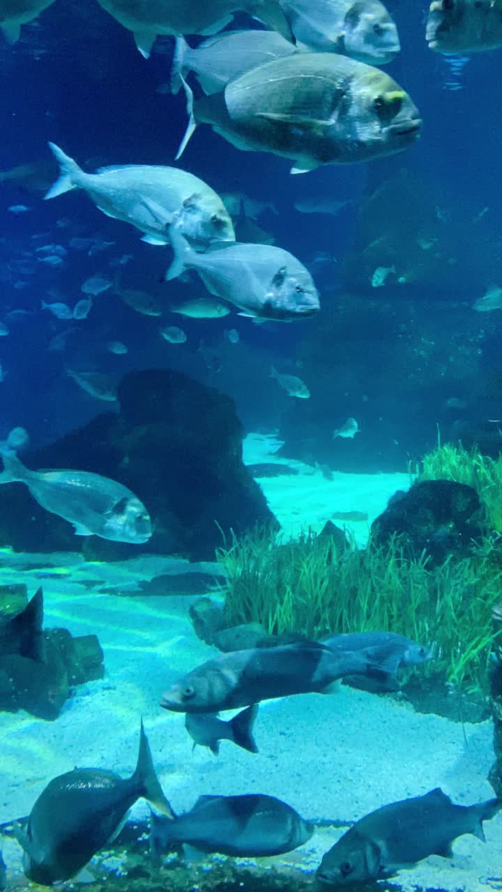 丰富多彩的海洋生物和美丽的鱼游泳在水下视频素材