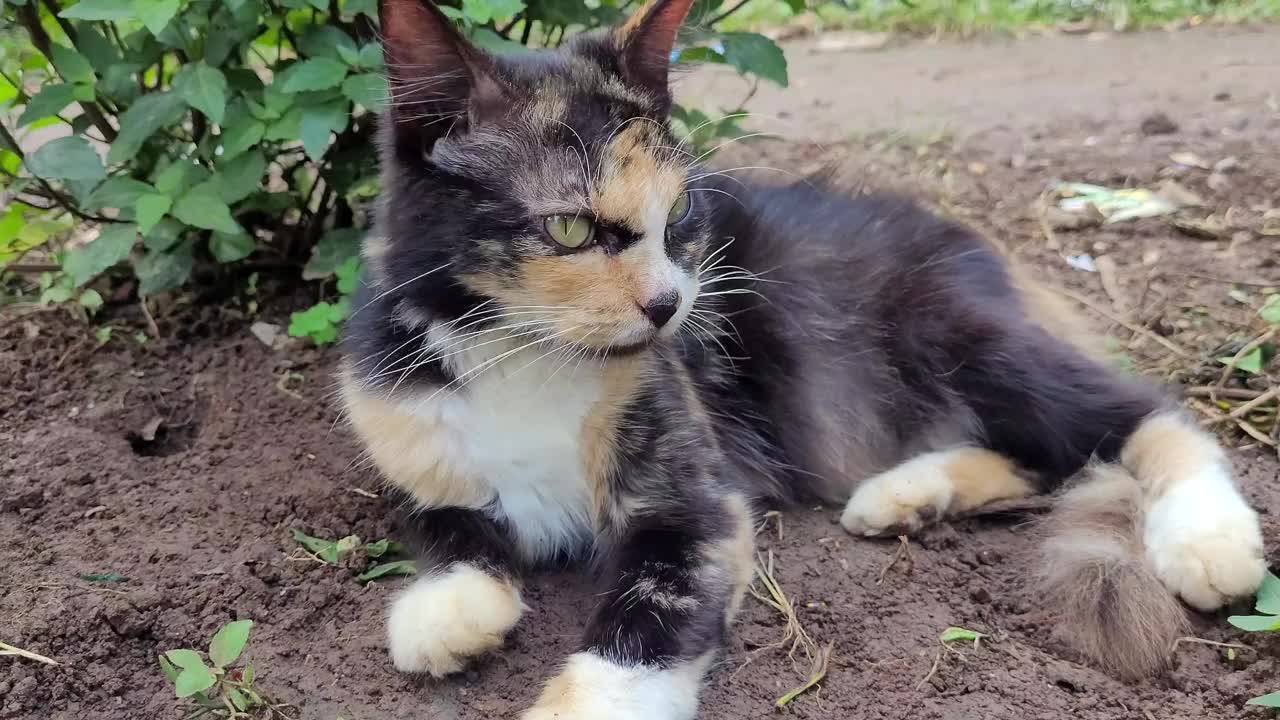 一个美丽的三色猫表情肖像视频素材