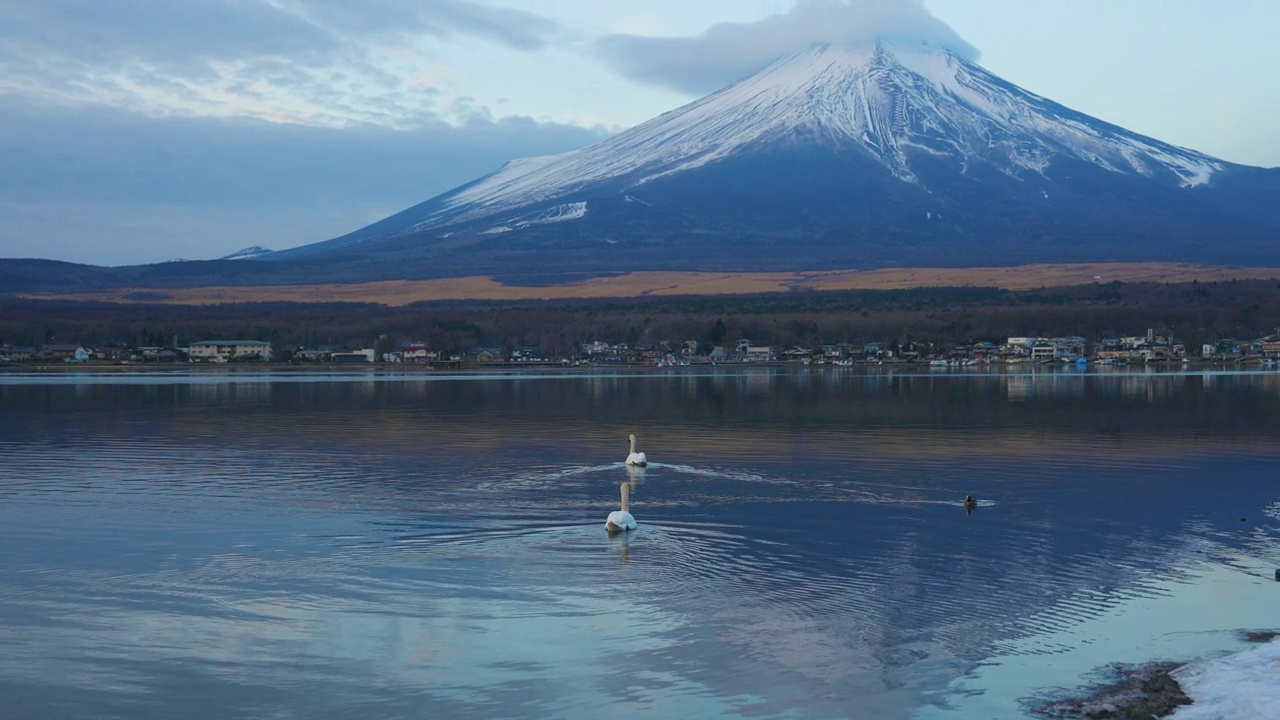 山中湖和富士山的天鹅视频素材