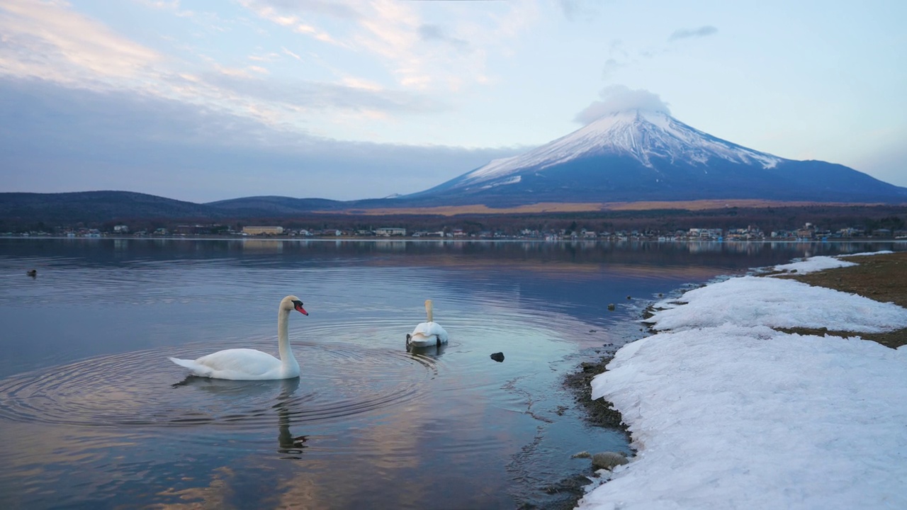 山中湖和富士山的天鹅视频素材