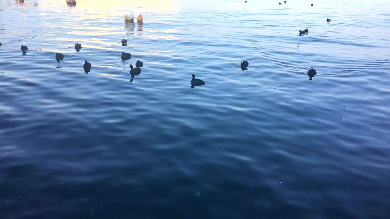 野鸟在水中游泳视频素材