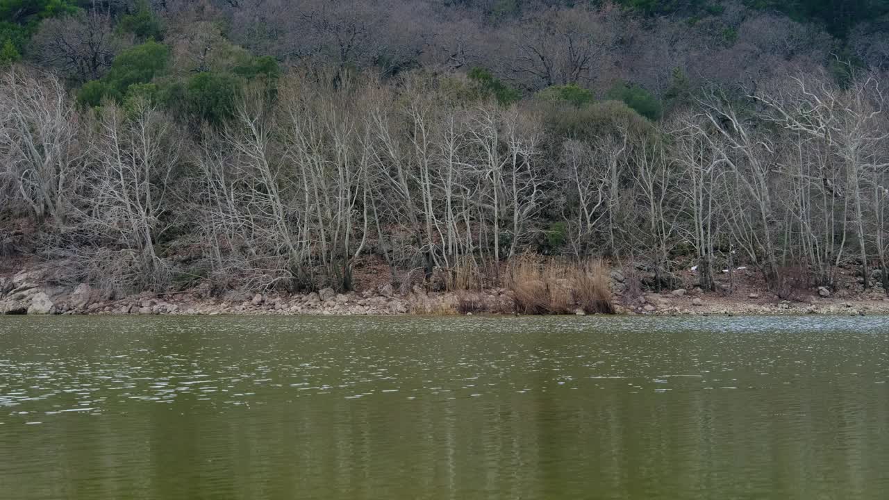 流动的河流和森林视频素材