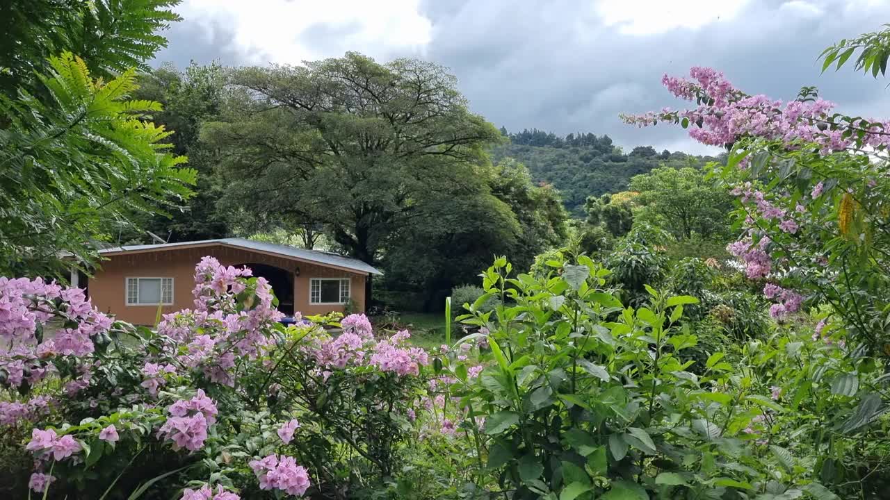 巴拿马，博基特，奇里基省，房子在雨林中视频素材