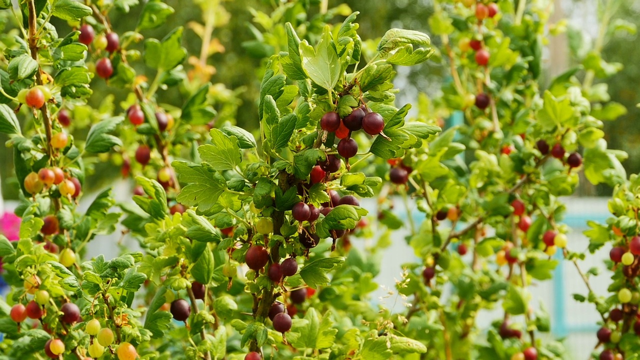 红熟鹅莓在树枝上视频素材