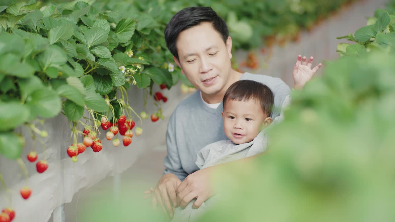 亚洲家庭在温室里采摘草莓视频素材