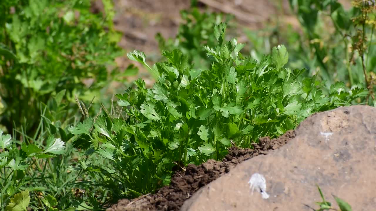 芫荽植物的叶子生长在花园里。视频素材