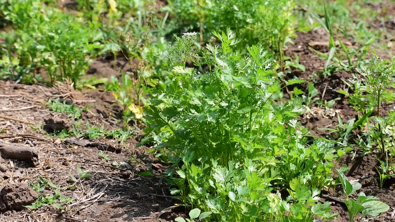 芫荽植物的叶子生长在花园里。视频素材