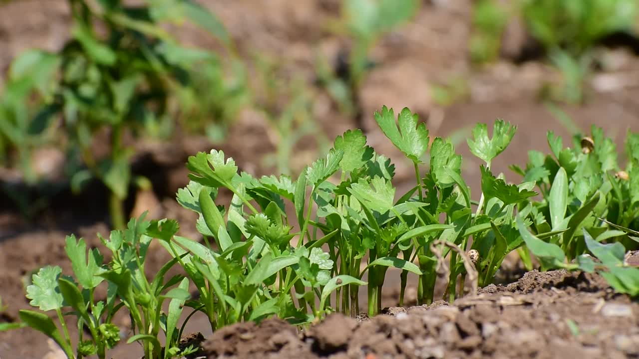 芫荽植物的叶子生长在花园里。视频素材