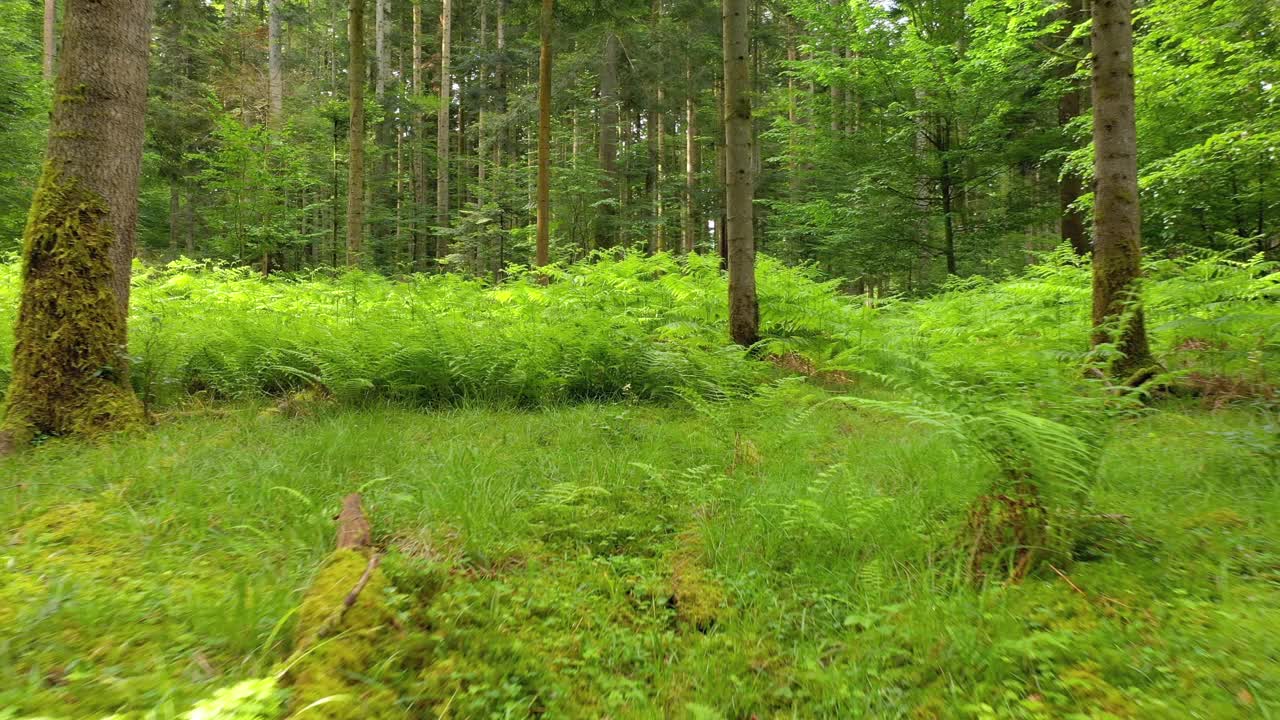 向后飞行，美丽明亮的绿色蕨类植物在神奇的林地风景。视频素材