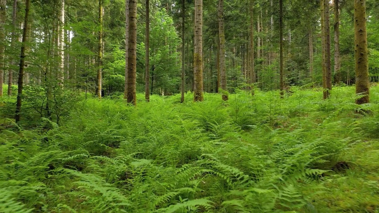 向后飞行，美丽明亮的绿色蕨类植物在神奇的林地风景。视频素材