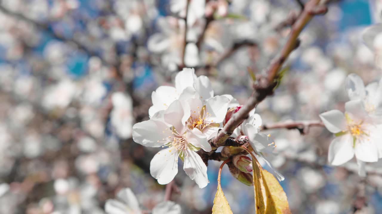 杏花在春天开花视频素材