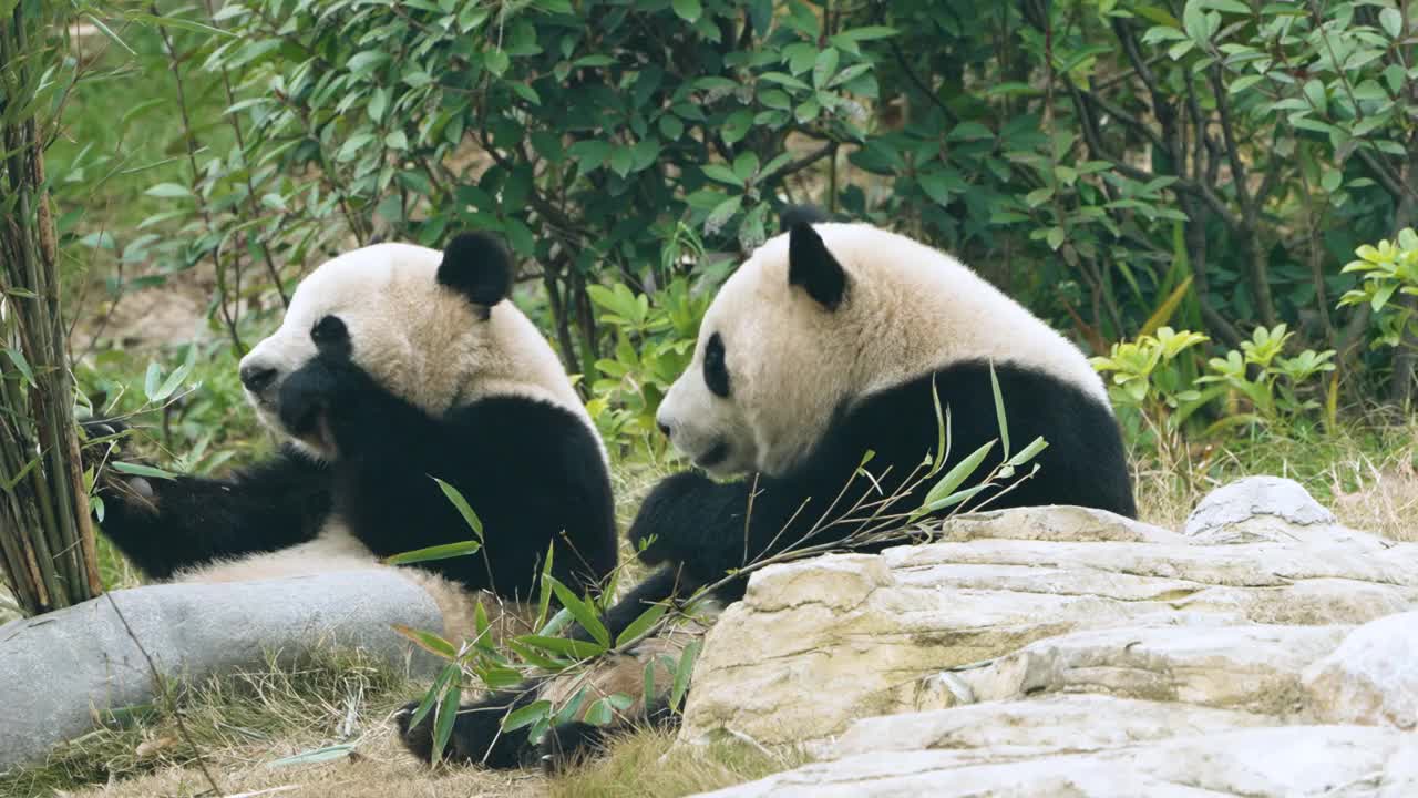 大熊猫吃竹叶，中国视频素材