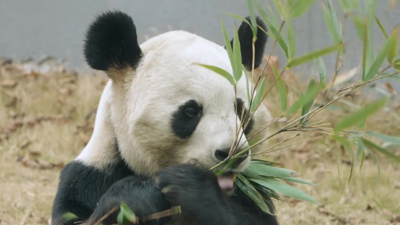 大熊猫吃竹叶，中国视频素材