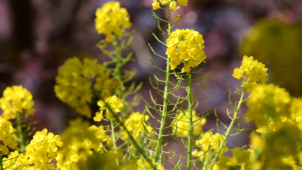 油菜花视频素材