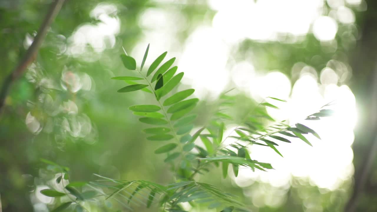 树上茂密的绿叶在风中摇曳。漂亮的圆形散景。阳光穿透视频素材