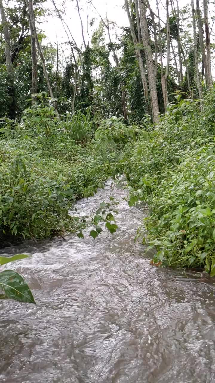 湍急的河水视频素材