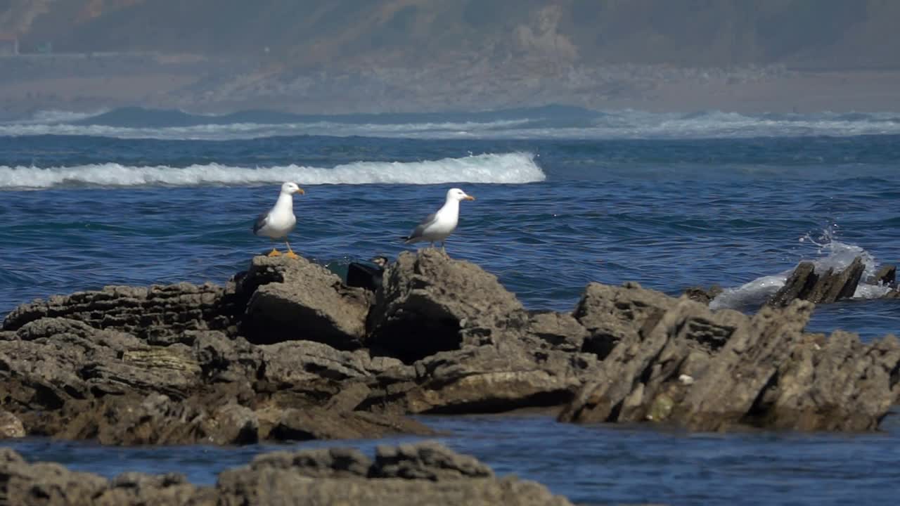 海鸟和鸬鹚视频素材