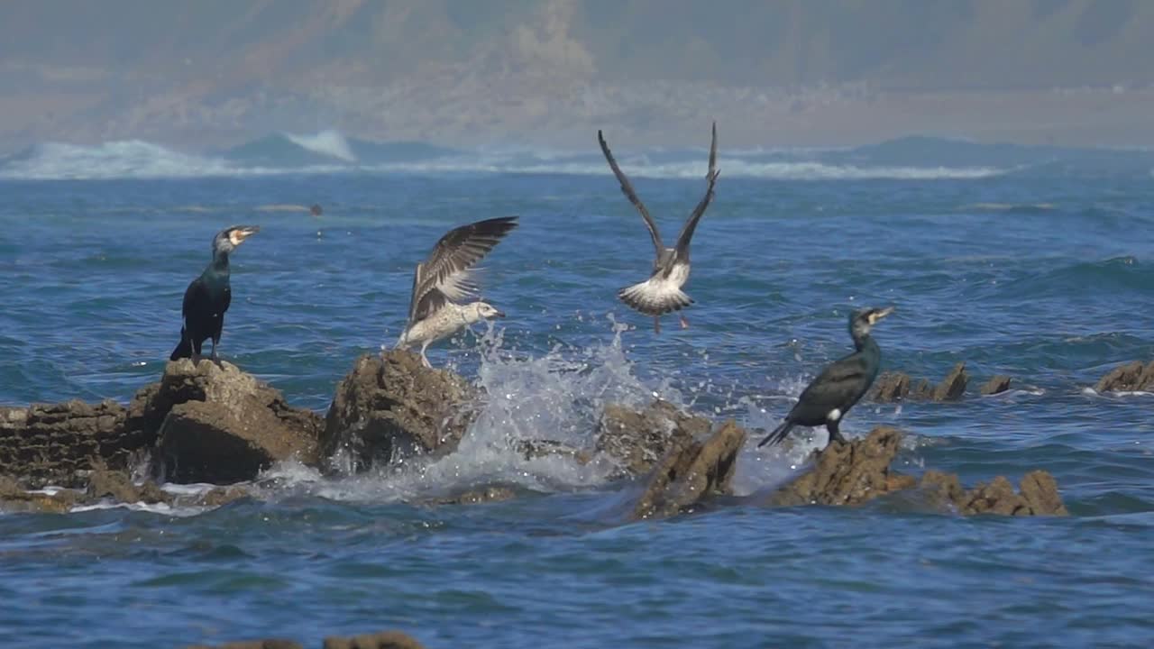 海浪、海鸟、海鸥和鸬鹚视频素材